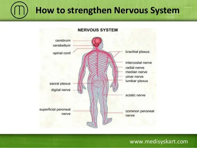 How to strengthen the nervous system