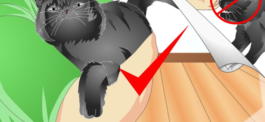 How to teach your cat to follow commands