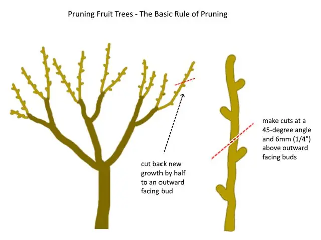 How to tidy up fruit trees