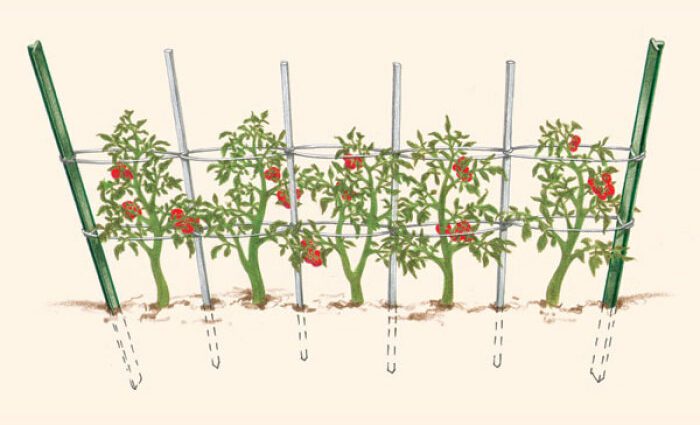 How to tie up tomatoes outdoors