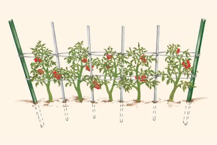 How to tie up tomatoes outdoors