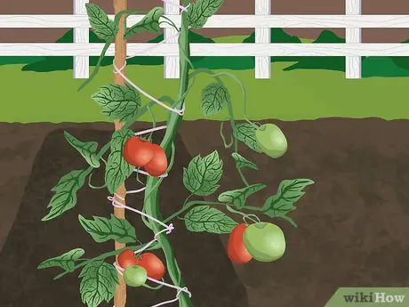 How to tie up tomatoes