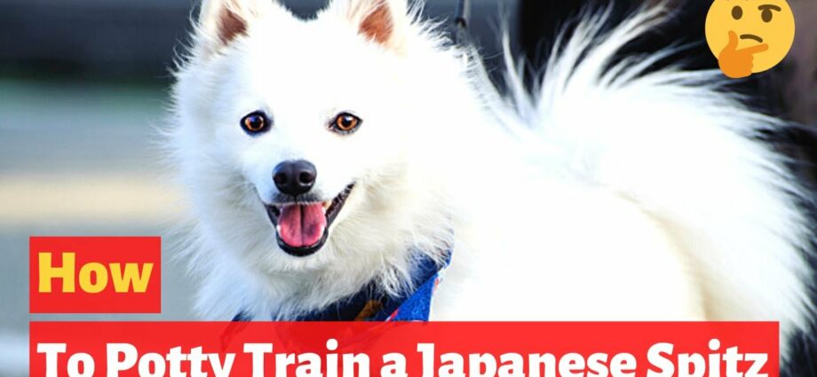 How to toilet train a spitz at home