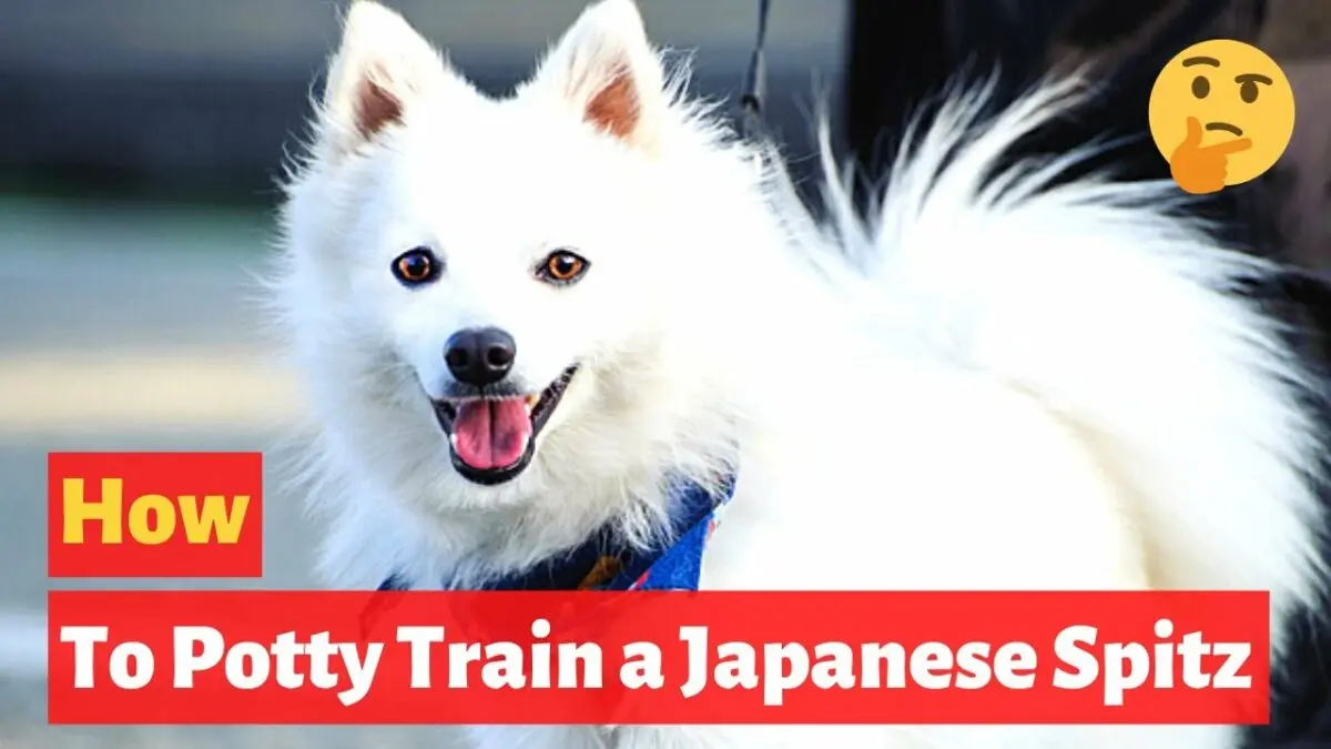 How to toilet train a spitz at home