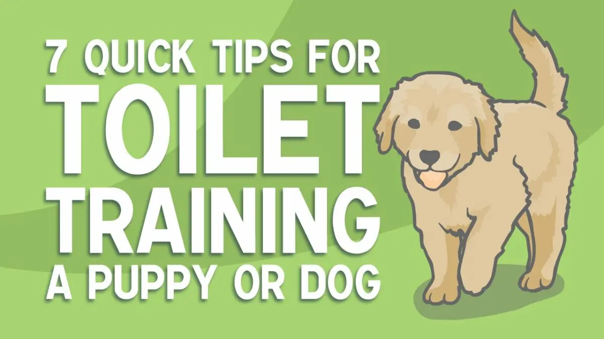 How to quickly train a puppy to a litter box in an apartment