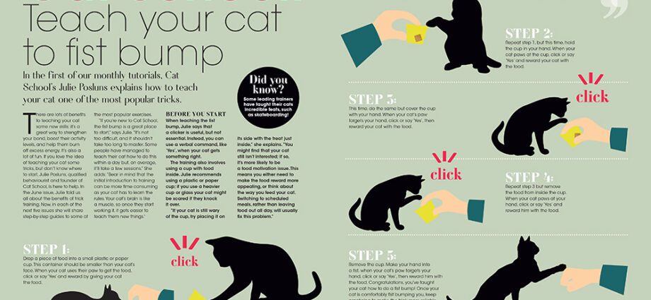 Cómo entrenar a un gato: todos nuestros consejos prácticos
