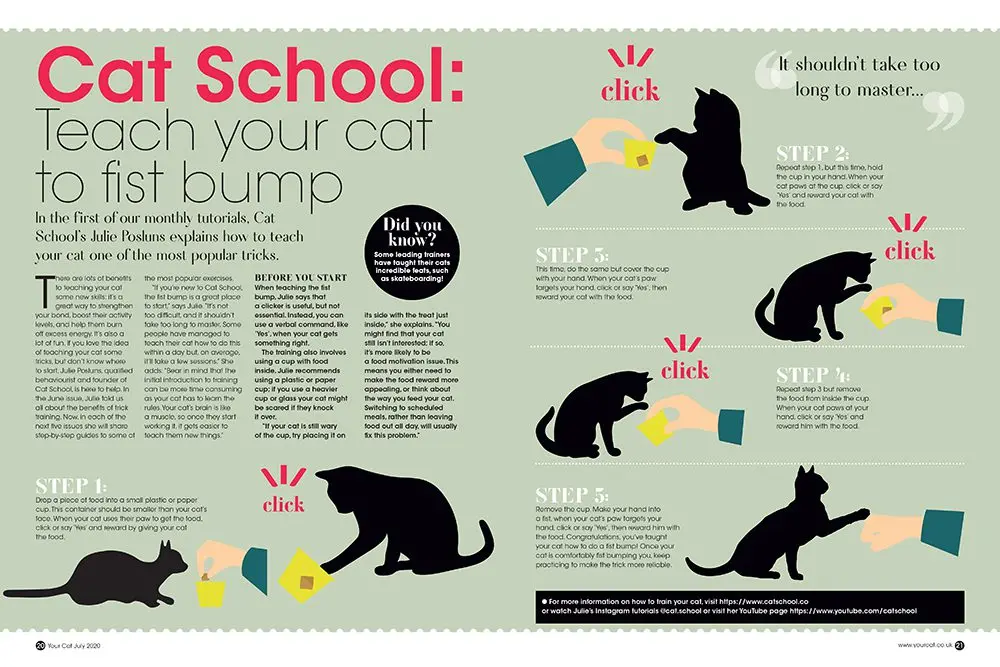 How to train a cat: all our practical tips