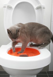 Wéi ee Kitten op d'Toilette trainéieren