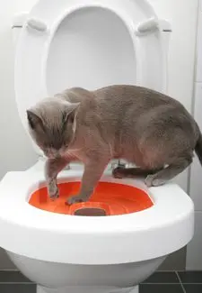 How to train a kitten to the toilet