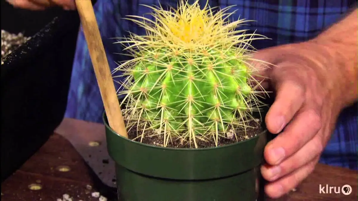 How to transplant a cactus? Video