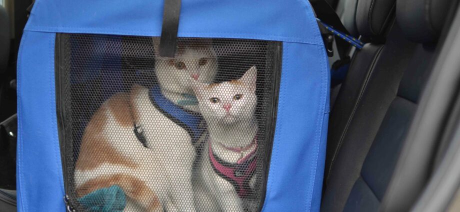 How to transport a cat on a train, plane, car