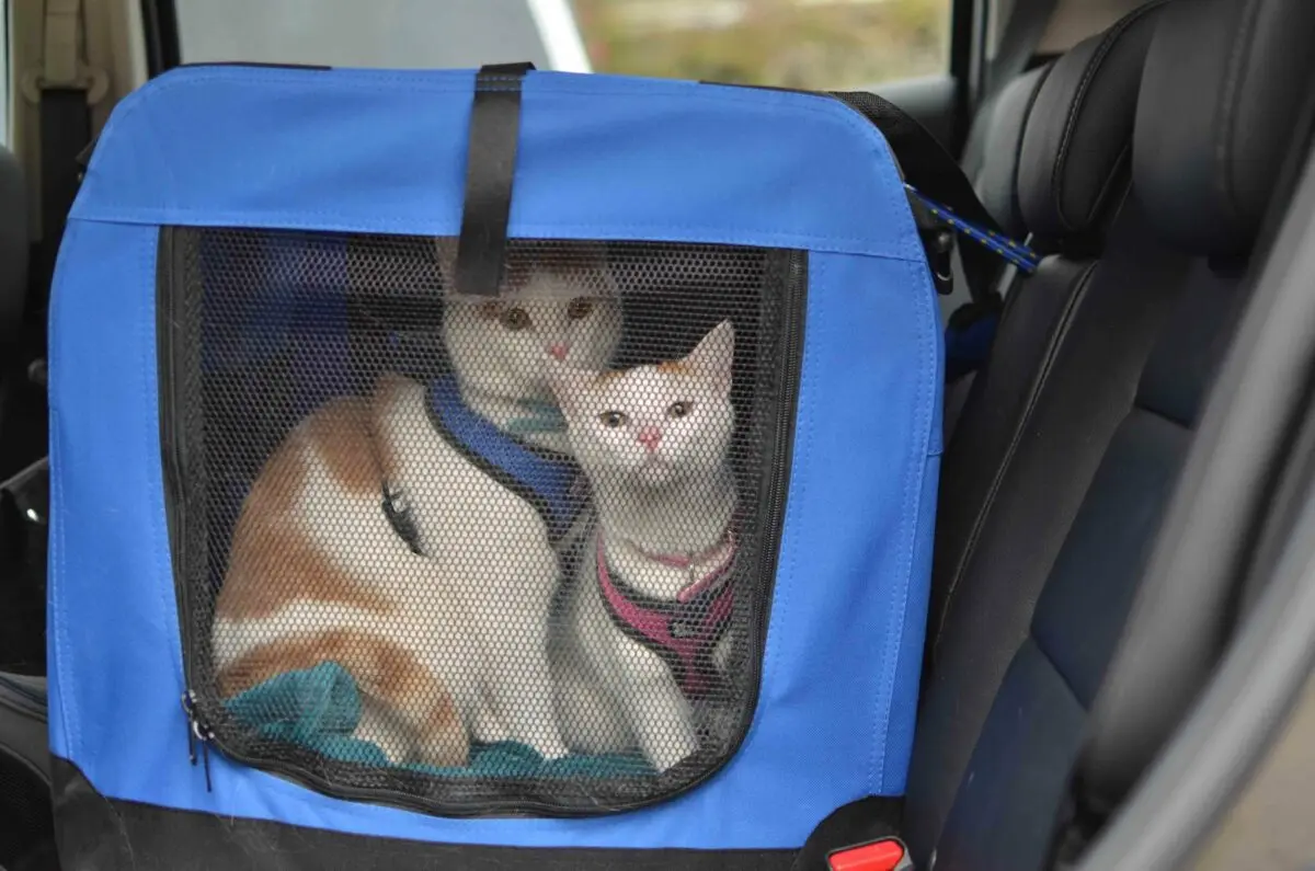 How to transport a cat on a train, plane, car