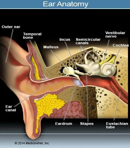 How to treat an ear infection?