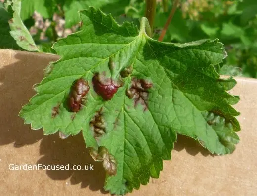 How to treat currants from pests in the fall