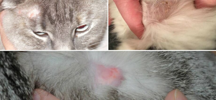 How to treat pink lichen in cats