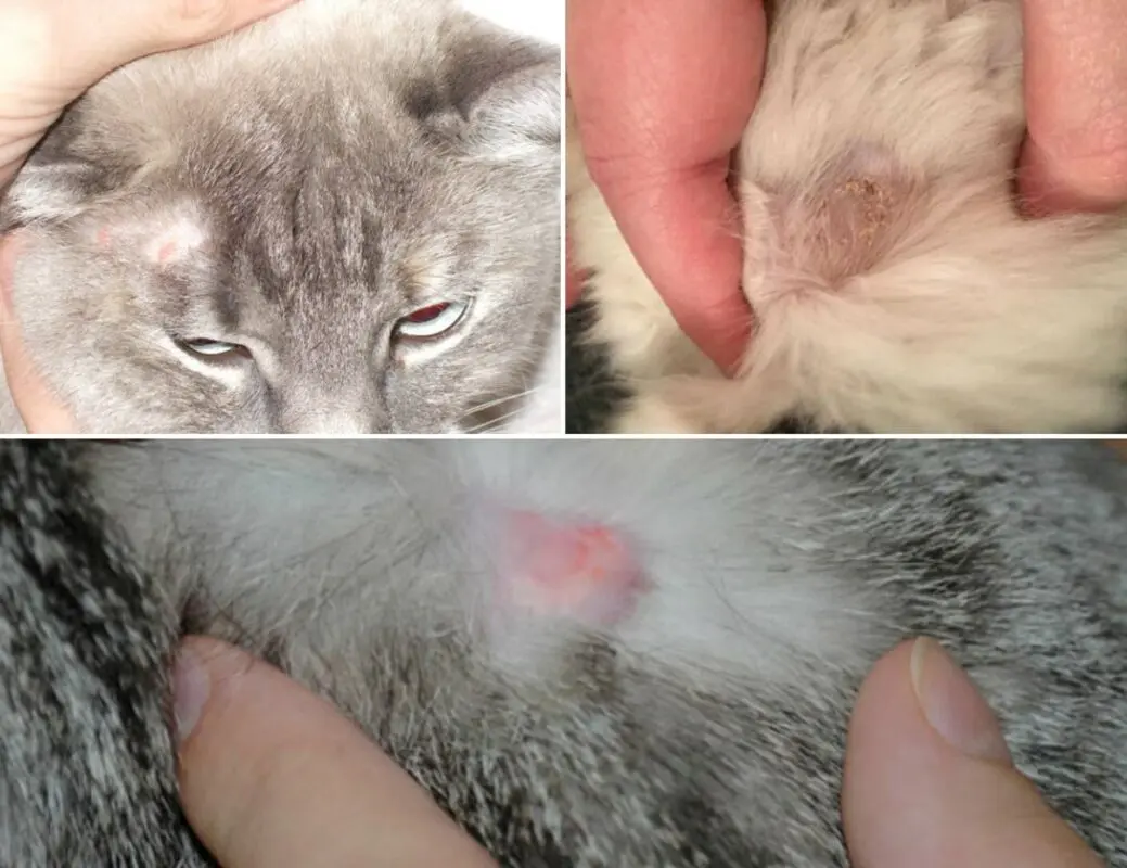 How to treat pink lichen in cats