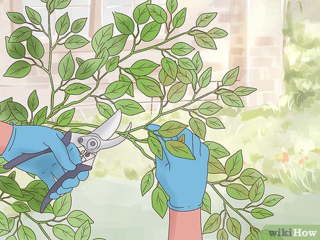 How to trim and shape a ficus