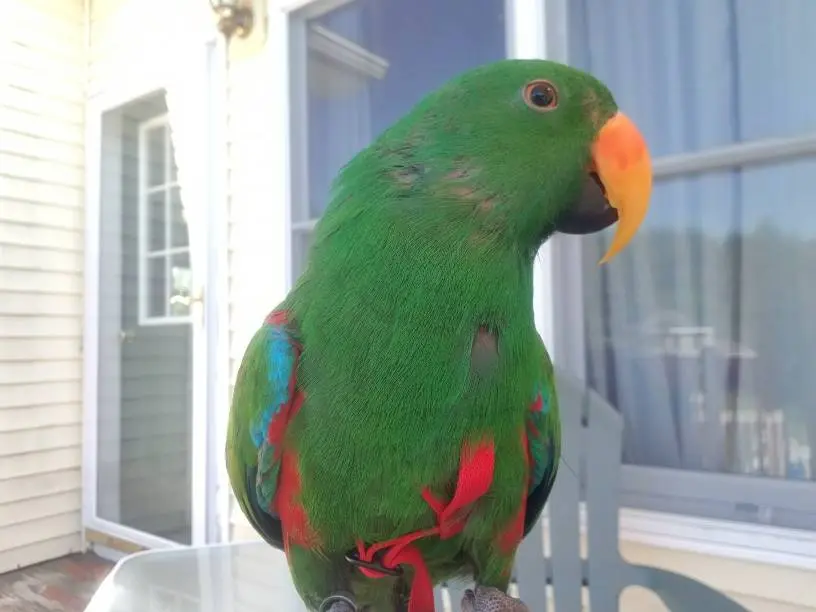 How to understand a wavy parrot: language, gestures, trying to speak