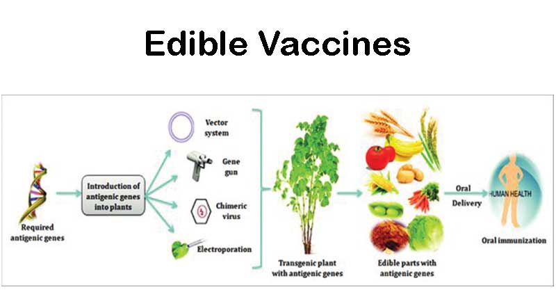 How to vaccinate vegetable plants