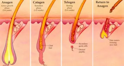 How to wake up hair follicles and get thick hair? Video
