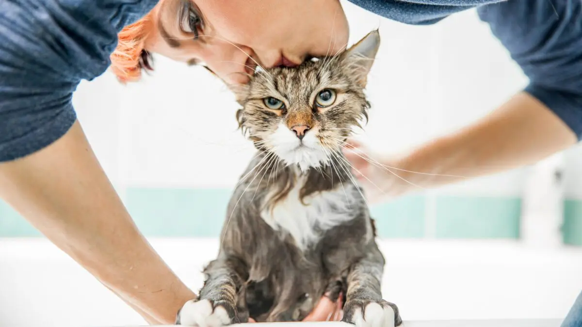 how to wash a cat: how often, than to wash