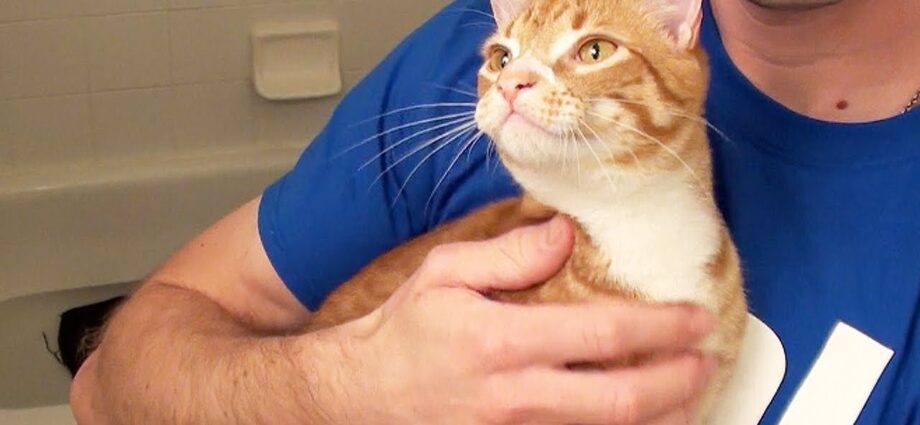 How to wash and bathe a cat? Video