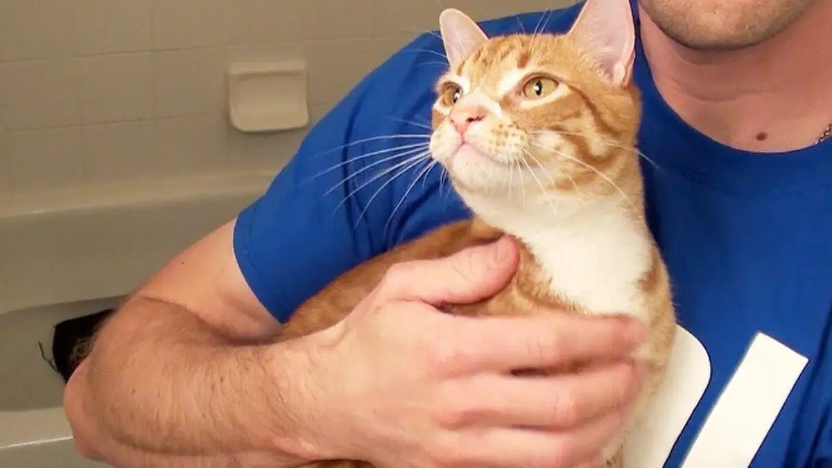 How to wash and bathe a cat? Video