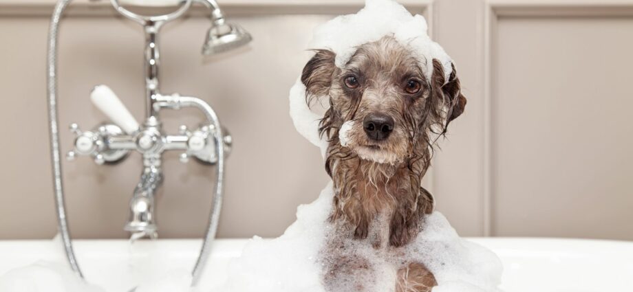 How to wash your dog at home