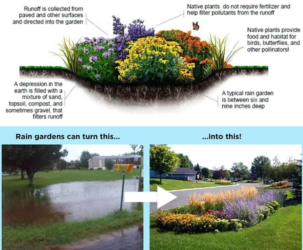 How to water your garden in rainy weather: tips