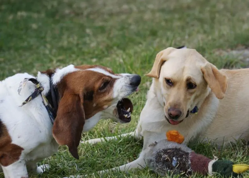 How to wean a dog from barking at home and in an apartment