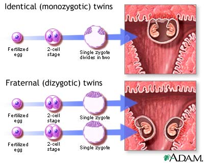 How twins differ from twins: the difference in fertilization