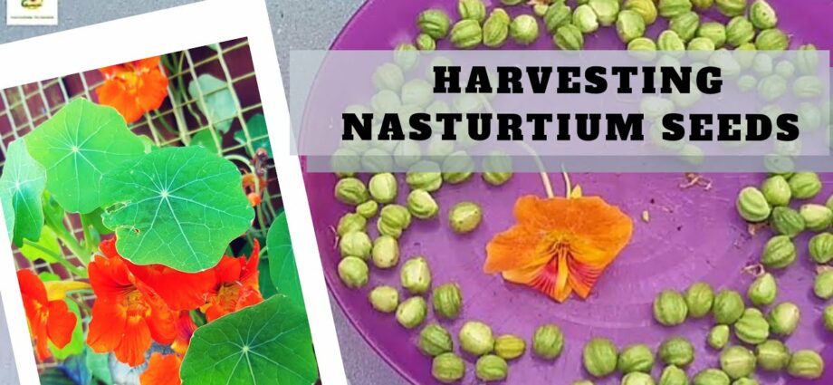 How, when to collect nasturtium seeds at home, video