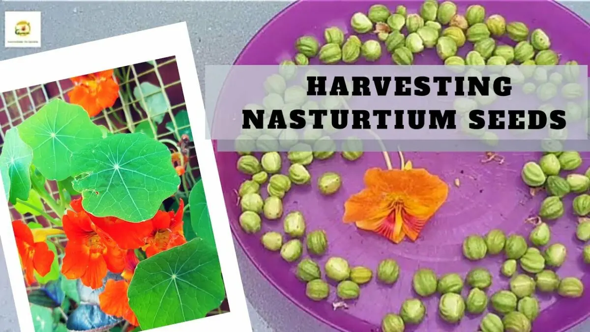 How, when to collect nasturtium seeds at home, video