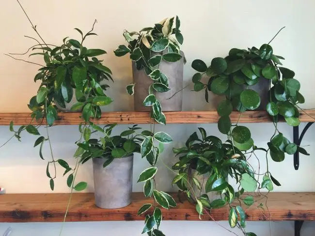 Hoya flower care