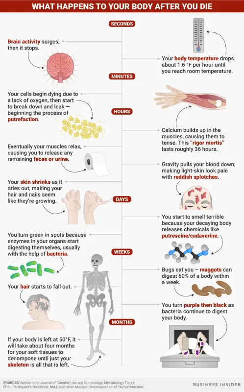 Human body: what happens during death?