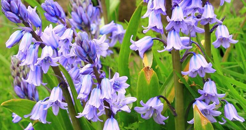 Hyacintoides: planting and care in the open field