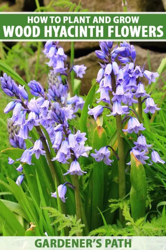 Hyacintoides: planting and care in the open field