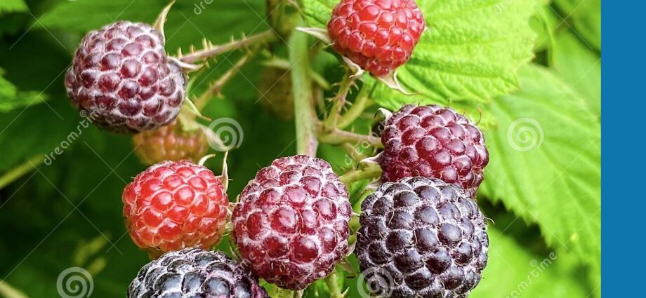 Hybrid raspberry and blackberry