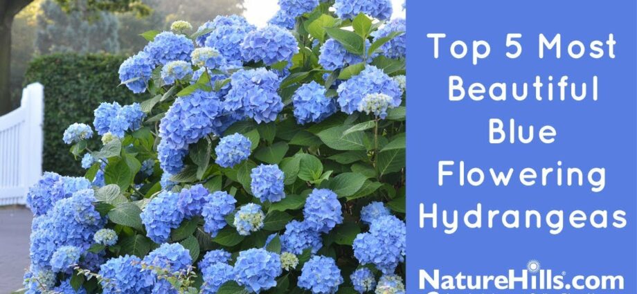 Hydrangea blue: varieties