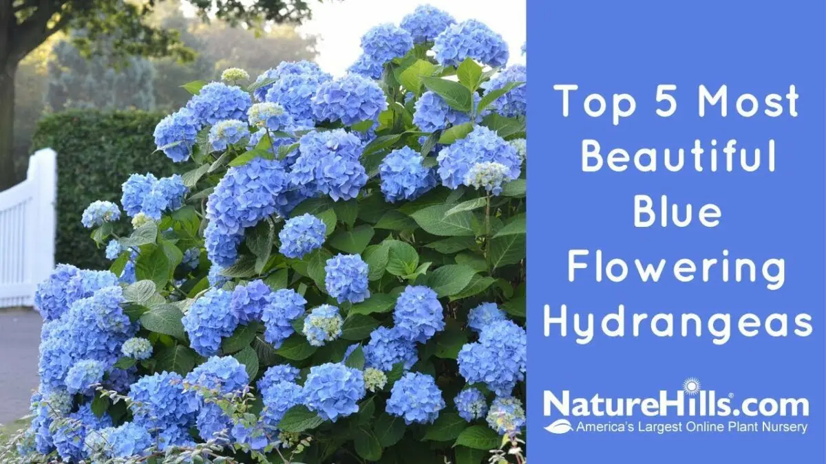 Hydrangea blue: varieties