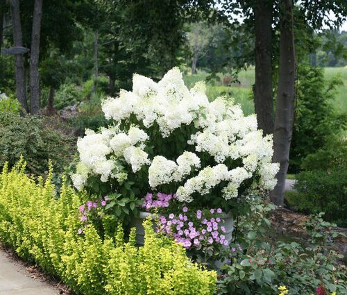 Hydrangea Bobo: description, planting and care