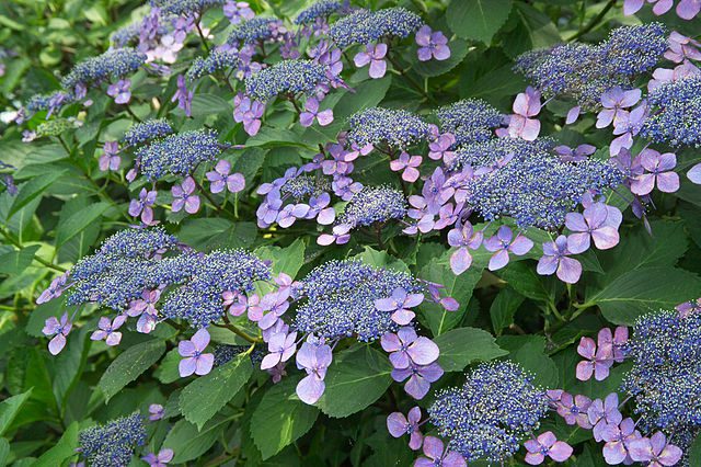 Hydrangea broadleaf: varieties, care – Healthy Food Near Me