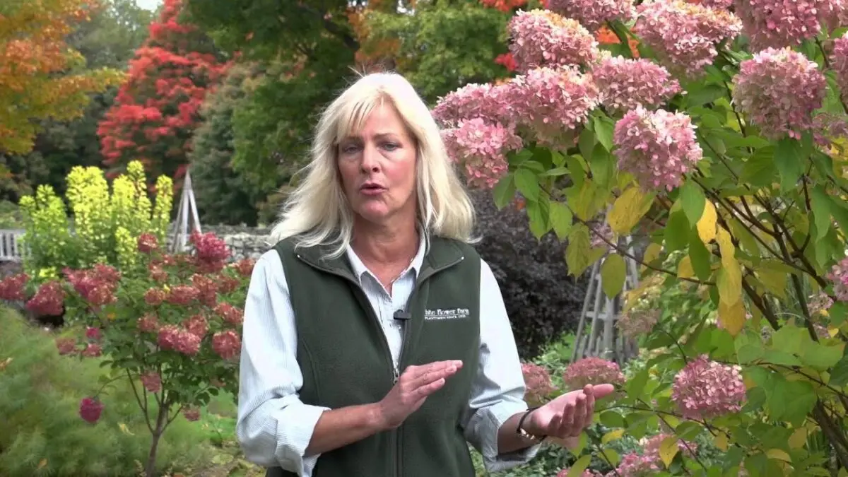 Hydrangea: care for the plant in winter. Video