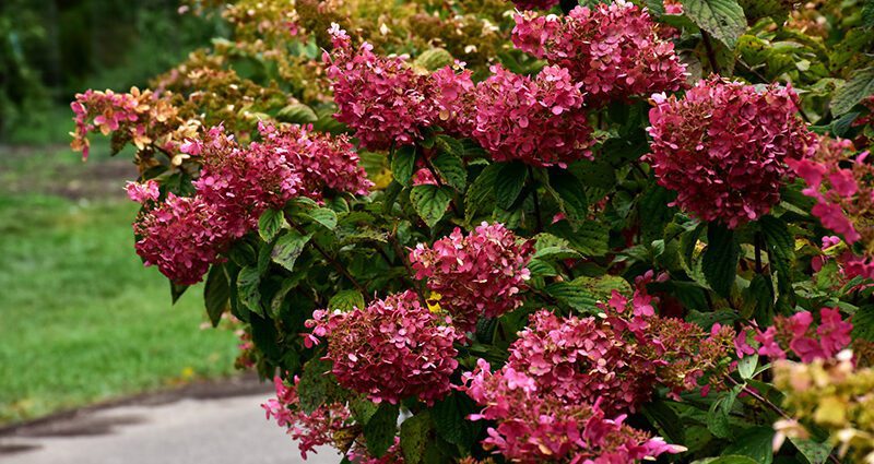 Hydrangea diamond rouge: description, planting and care