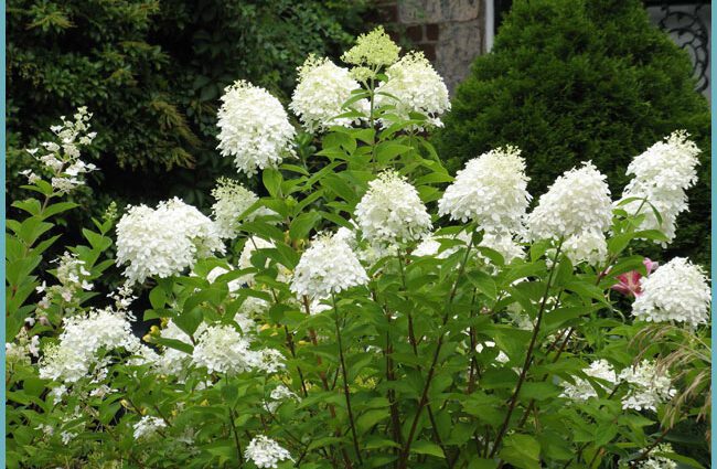 Hydrangea grandiflora paniculata treelike: planting and care