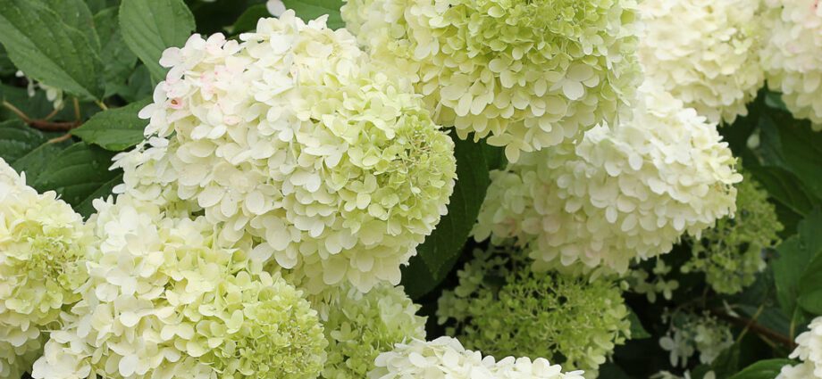 Hydrangea limelight: planting and care, hydrangea varieties – Healthy ...