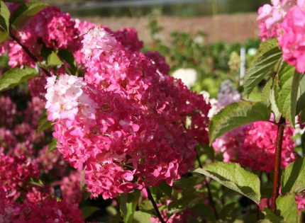 Hydrangea melba: description, variety