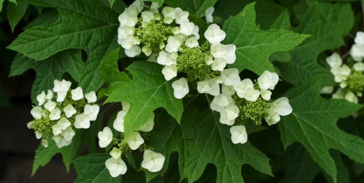 Hydrangea oakleaf and its variety amethyst