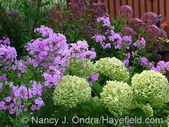 Hydrangea, phlox, daisy: planting and care