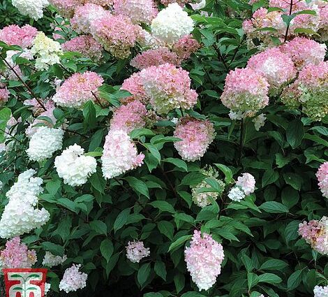 Hydrangea vanilla freise: planting, care